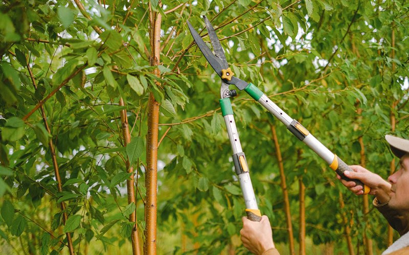 Tree trimming in Soda Springs, ID
